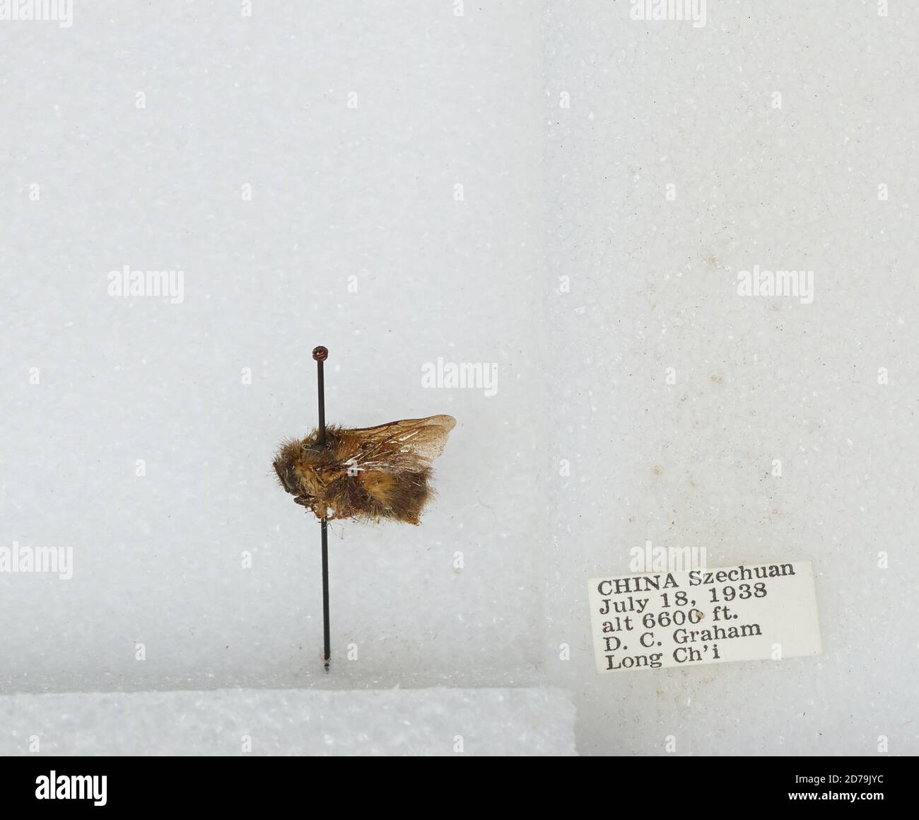 Simuchang Insect Long Ch'i, Sichaun, China, Bombus sp., Animalia, Arthropoda, Insecta ...