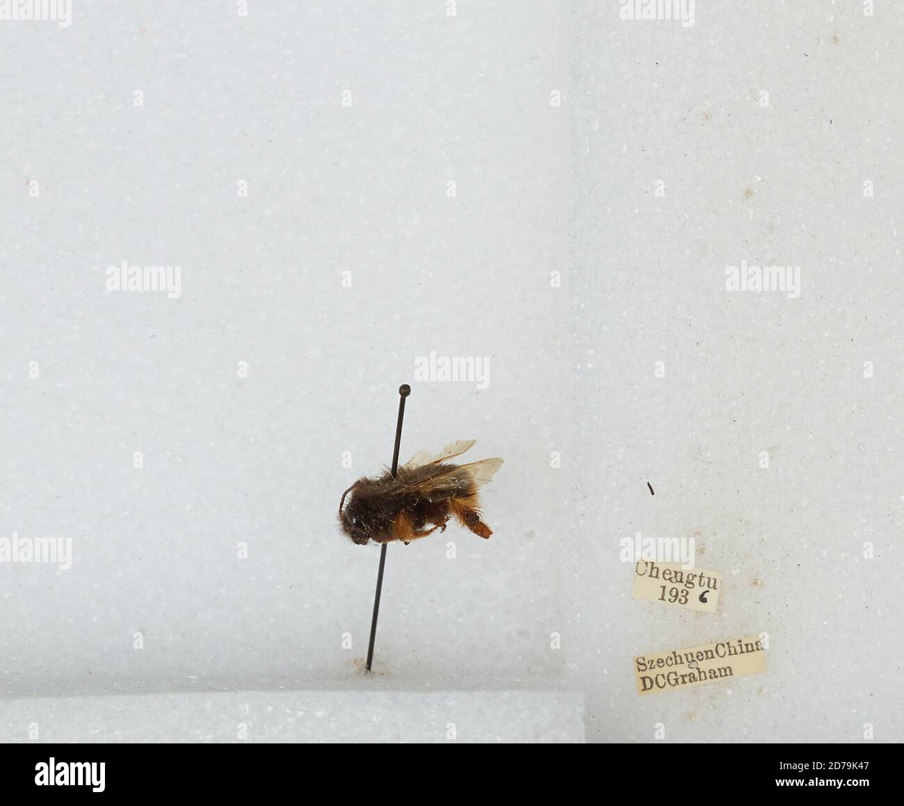 Chengdu Insects Chengdu, Sichuan, China, Bombus sp., Animalia, Arthropoda, Insecta ...