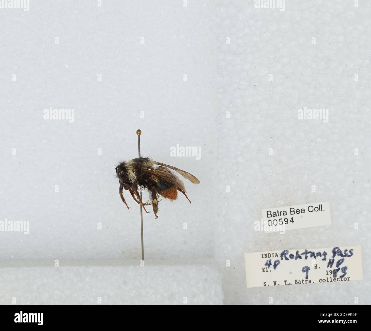 Kulam Insect Rohtang Pass, Kulu, Himachal Pradesh, India, Bombus sp., Animalia ...