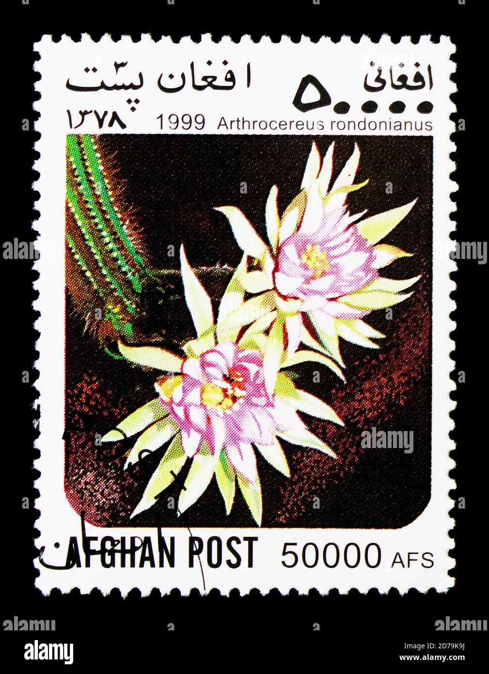 MOSCOW, RUSSIA - DECEMBER 21, 2017: A stamp printed in Afghanistan shows Arthrocereus (Arthrocereus rondonianus), Cacti serie, circa 1999 Stock Photo