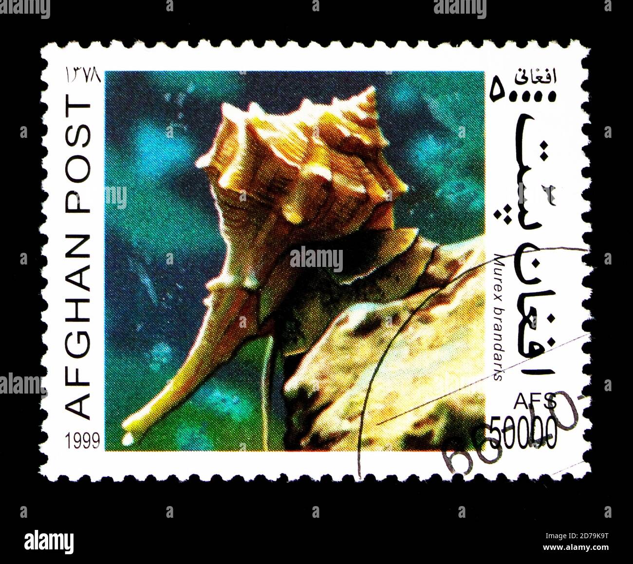 MOSCOW, RUSSIA - DECEMBER 21, 2017: A stamp printed in Afghanistan shows Purple Dye Murex (Murex brandaris), Snails serie, circa 1999 Stock Photo