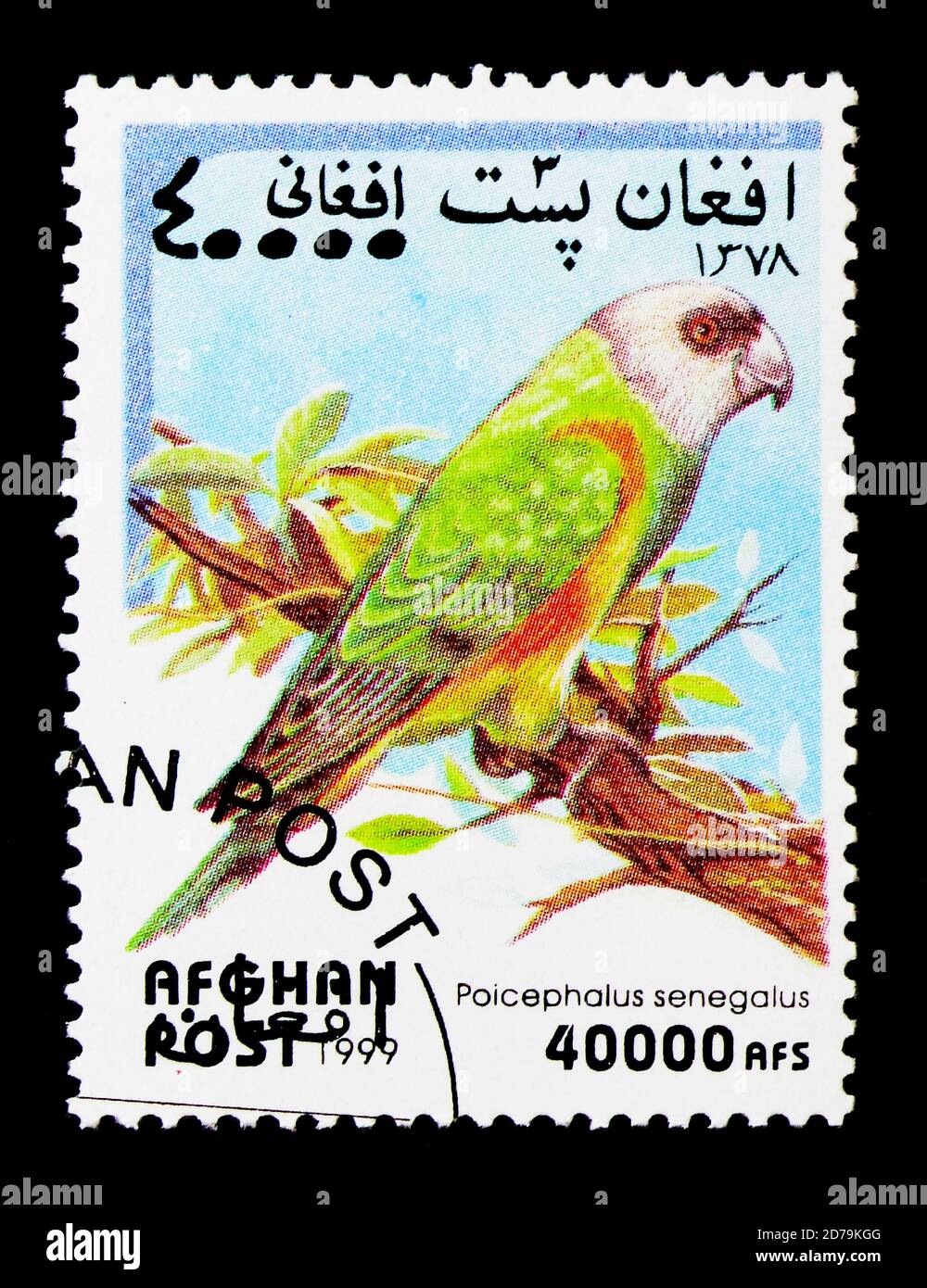 MOSCOW, RUSSIA - DECEMBER 21, 2017: A stamp printed in Afghanistan shows Senegal Parrot (Poicephalus senegalus), Parrot serie, circa 1999 Stock Photo