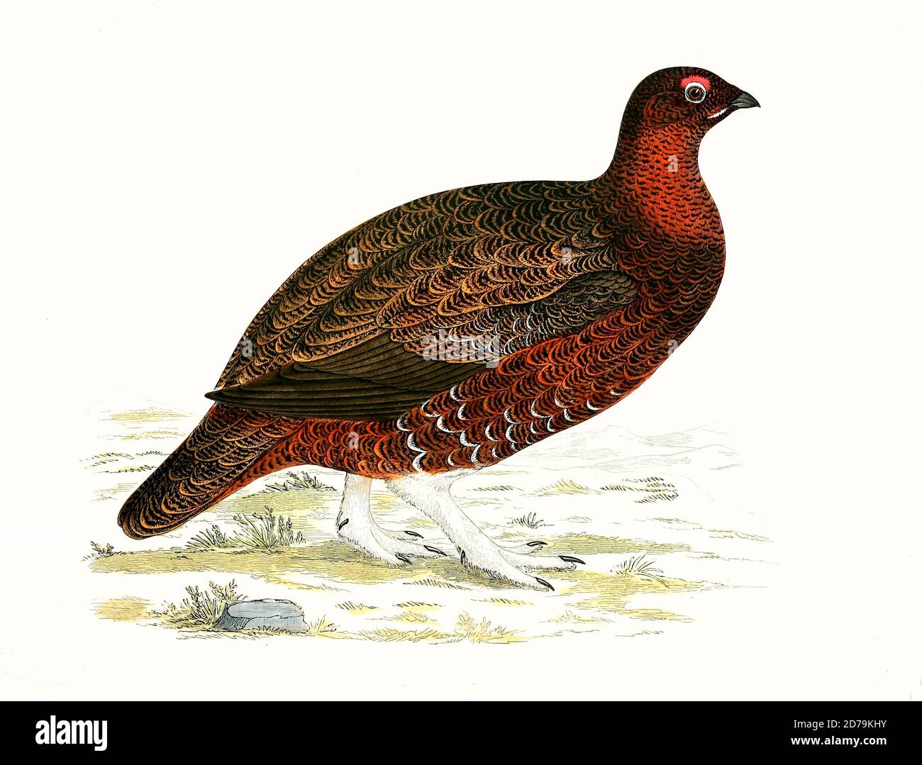 Red Grouse, engraving, painting, bird, birds, Stock Photo