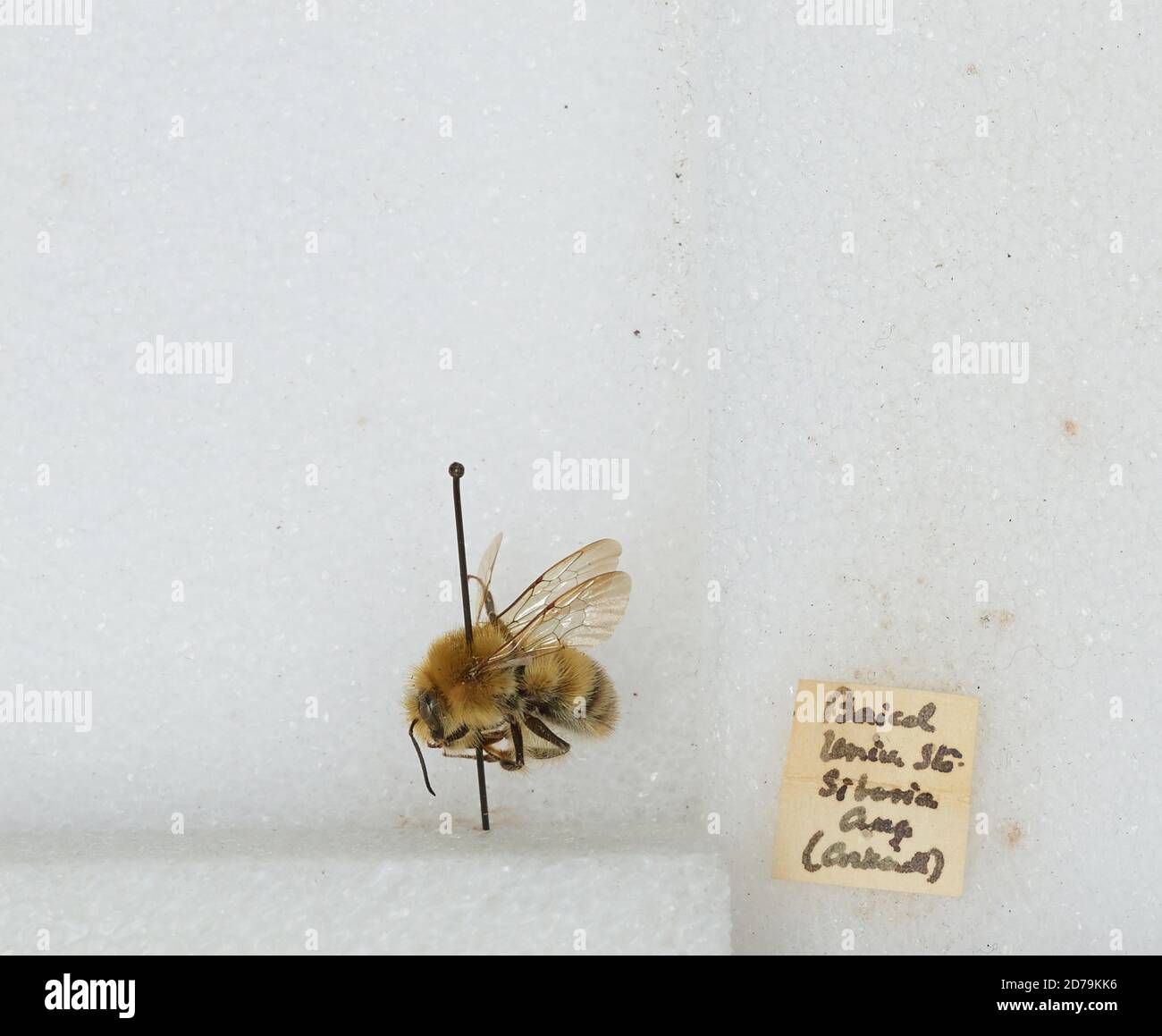Baikal State University, Siberia, Irkutsk, Russia, Bombus sp., Animalia ...