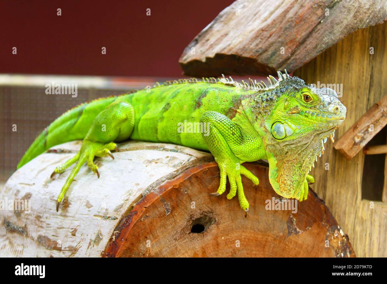Green iguana in terrarium Stock Photo Alamy
