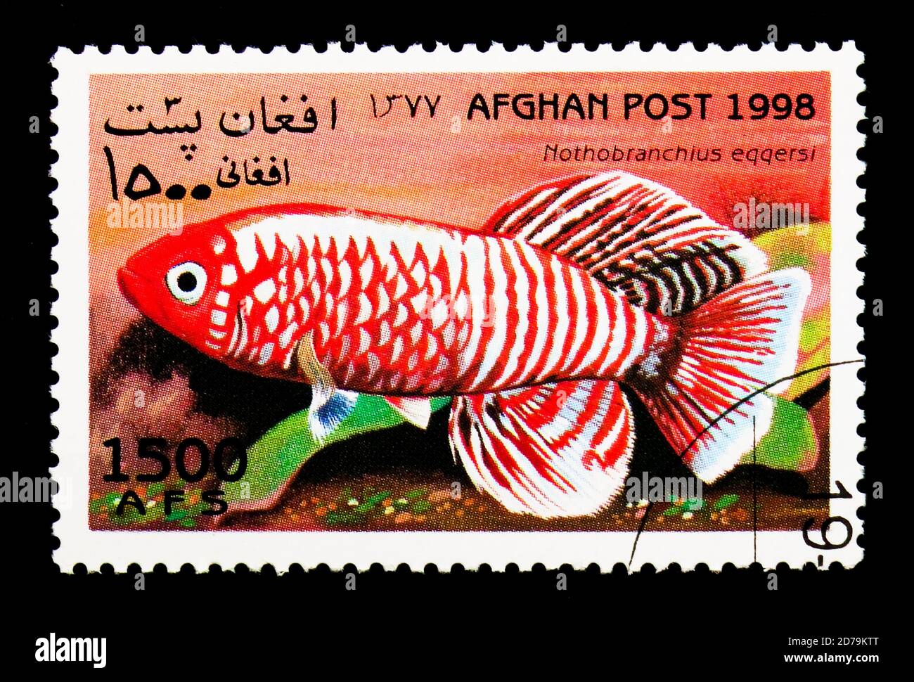 MOSCOW, RUSSIA - DECEMBER 21, 2017: A stamp printed in Afghanistan shows Killifish (Nothobranchius eggersi), Fish serie, circa 1998 Stock Photo