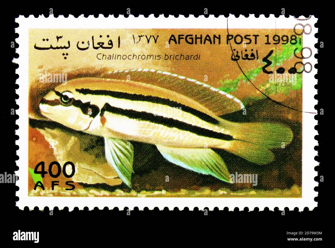 MOSCOW, RUSSIA - DECEMBER 21, 2017: A stamp printed in Afghanistan shows Reins Cichlid (Chalinochromis brichardi), Fish serie, circa 1998 Stock Photo