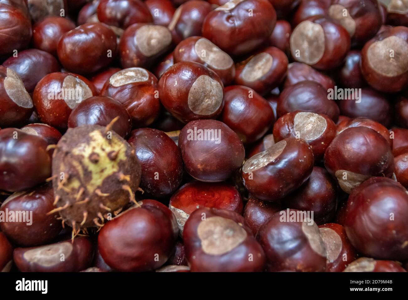 Plenty of horse chestnuts as winter food for horses and wild animals