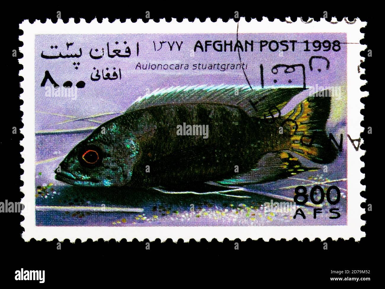 MOSCOW, RUSSIA - DECEMBER 21, 2017: A stamp printed in Afghanistan shows Flavescent peacock (Aulonocara stuartgranti), Fish serie, circa 1998 Stock Photo