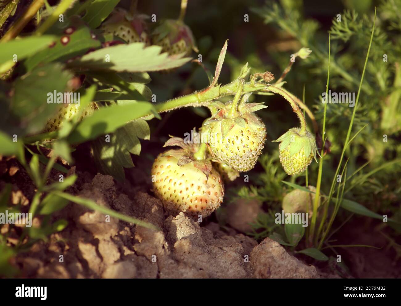 Macro green unripe raspberry hi-res stock photography and images - Alamy