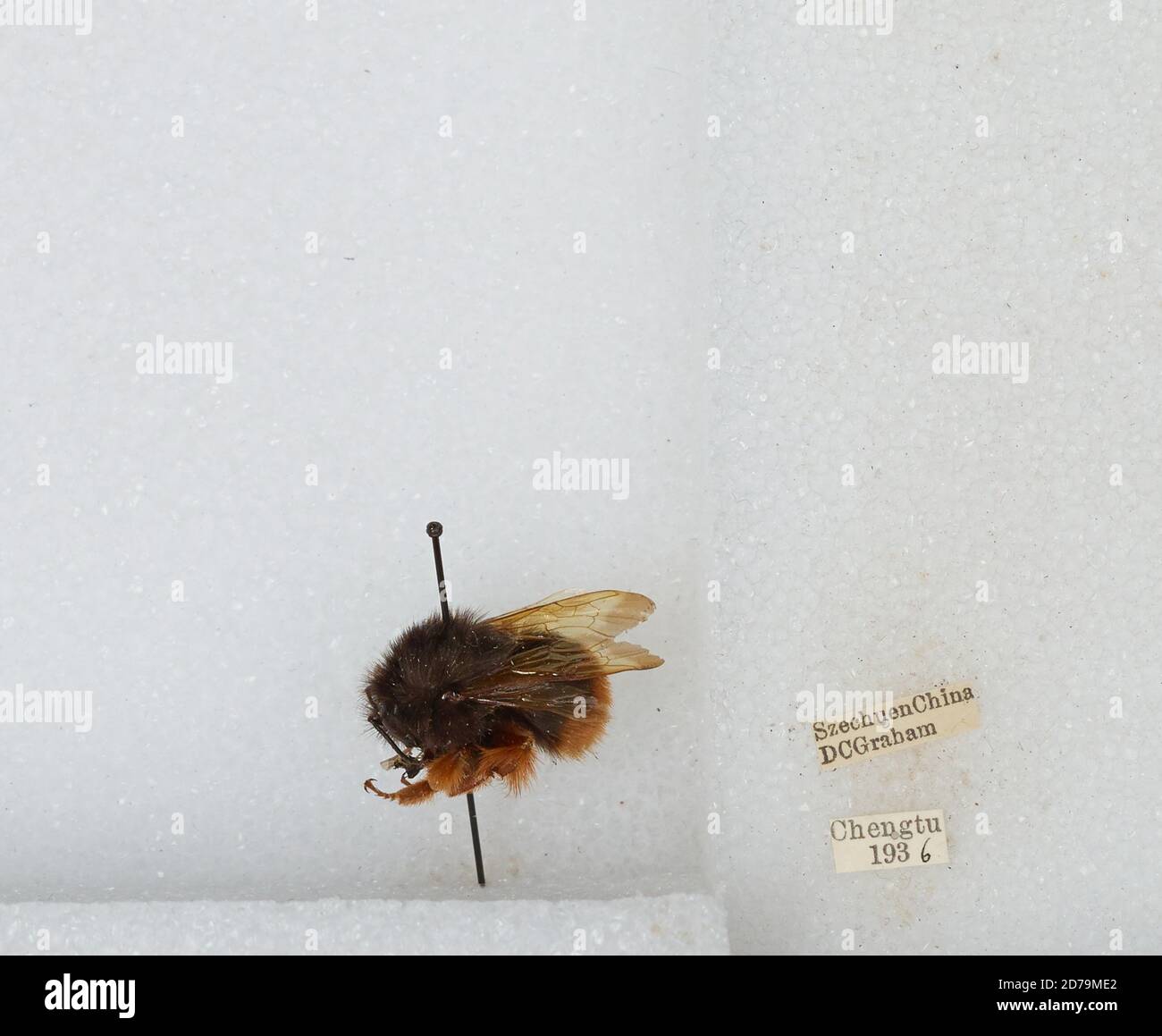 Chengdu, Sichuan, China, Bombus sp., Animalia, Arthropoda, Insecta ...