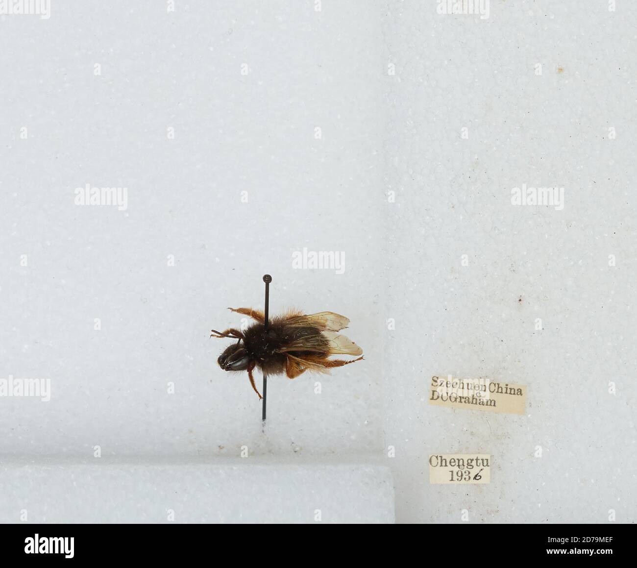 Chengdu Insects Chengdu, Sichuan, China, Bombus sp., Animalia, Arthropoda, Insecta ...