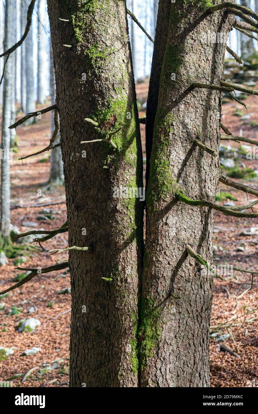 Double spruce tree trunk in the Cansiglio forest. Autumn season. Prealpi Bellunesi, Veneto, Italy, Europe. Stock Photo