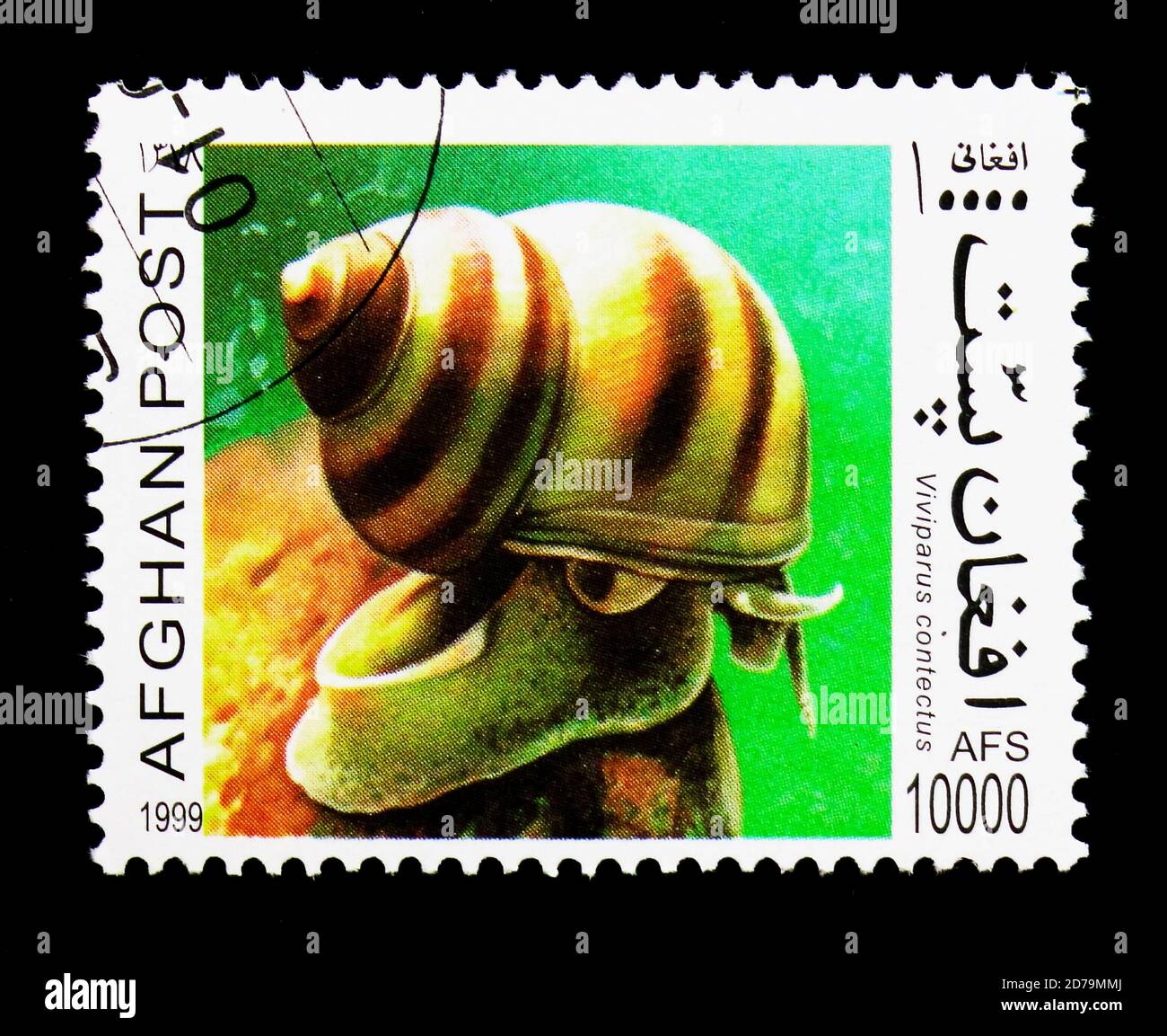 MOSCOW, RUSSIA - DECEMBER 21, 2017: A stamp printed in Afghanistan shows Lister's River Snail (Viviparus contectus), Snails serie, circa 1999 Stock Photo