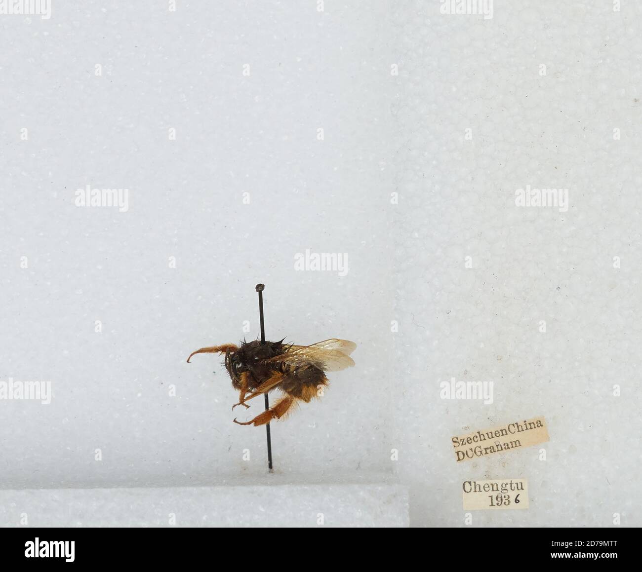 Chengdu Insects Chengdu, Sichuan, China, Bombus sp., Animalia, Arthropoda, Insecta ...