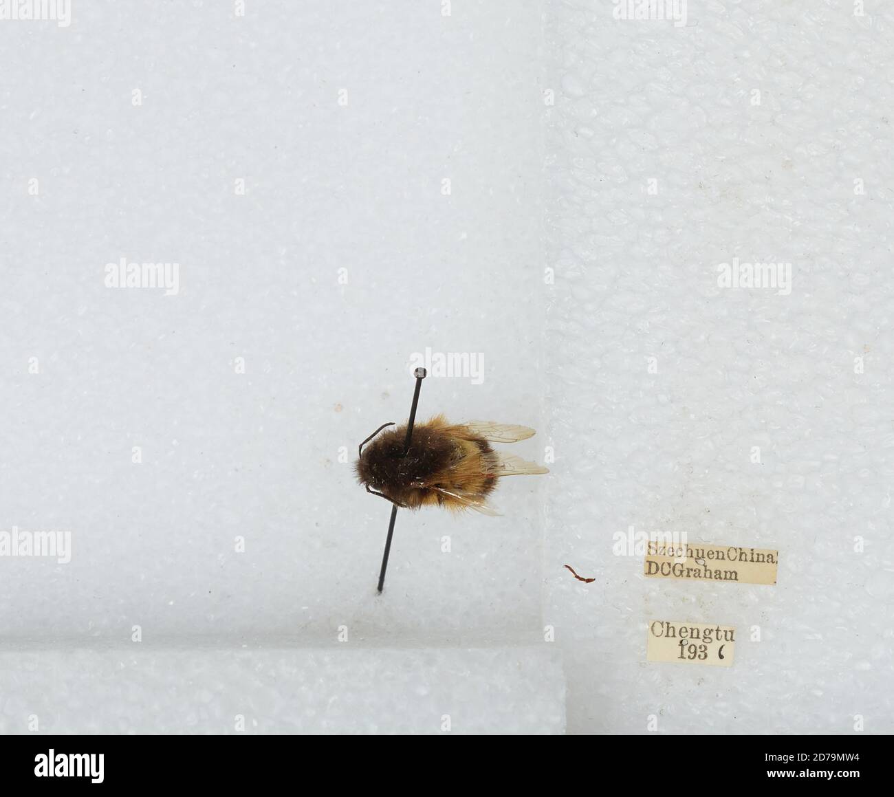 Chengdu Insects Chengdu, Sichuan, China, Bombus sp., Animalia, Arthropoda, Insecta ...