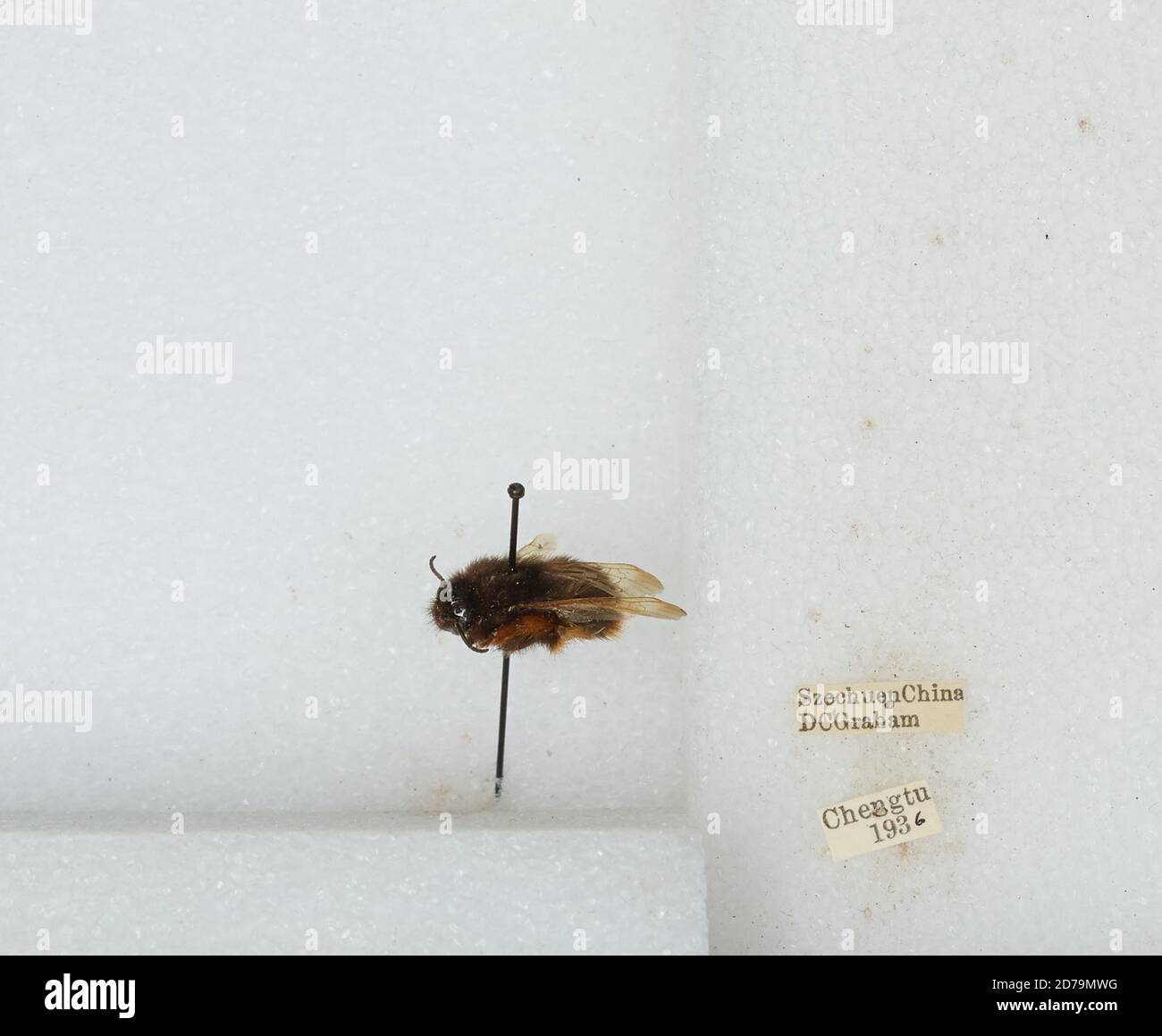 Chengdu Insects Chengdu, Sichuan, China, Bombus sp., Animalia, Arthropoda, Insecta ...