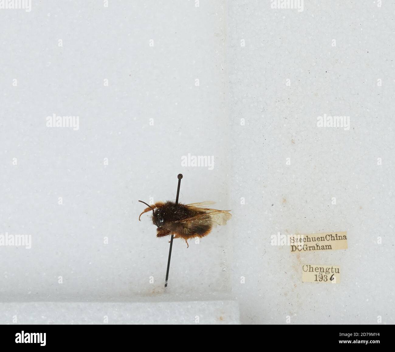 Chengdu Insects Chengdu, Sichuan, China, Bombus sp., Animalia, Arthropoda, Insecta ...