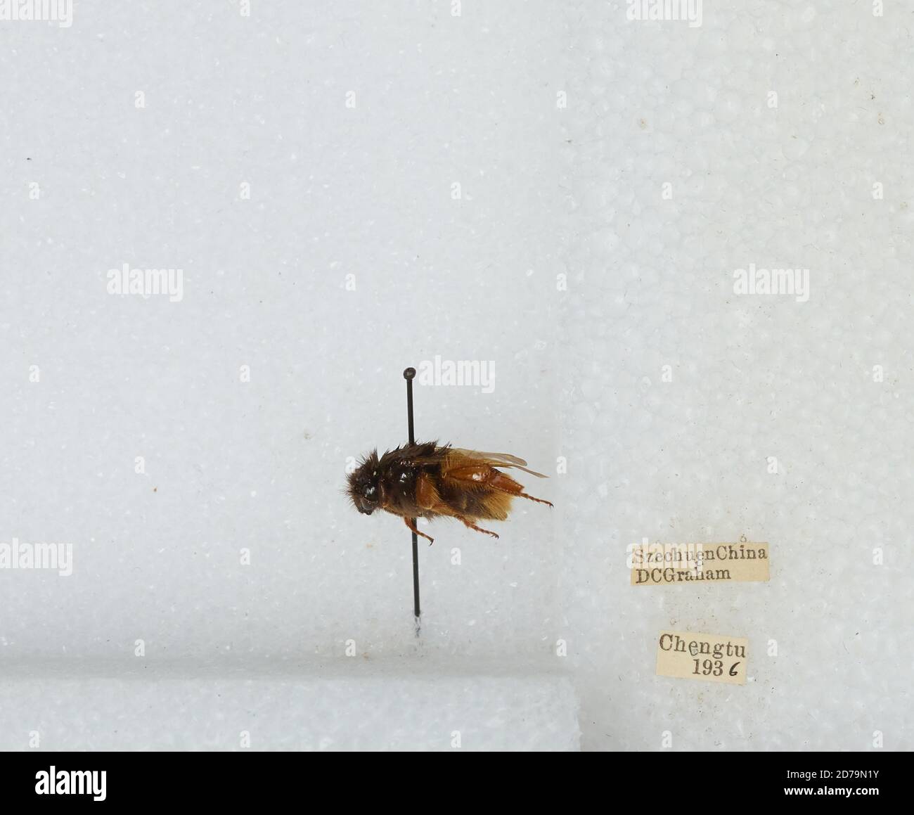Chengdu Insects Chengdu, Sichuan, China, Bombus sp., Animalia, Arthropoda, Insecta ...