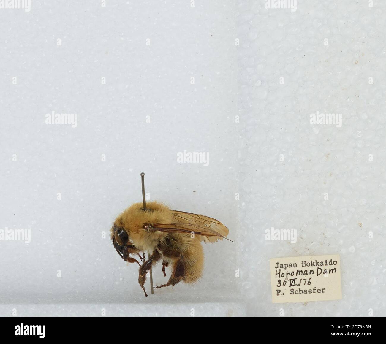 Roamn Insect Horoman Dam, Hokkaido, Japan, Bombus sp., Animalia, Arthropoda, Insecta ...