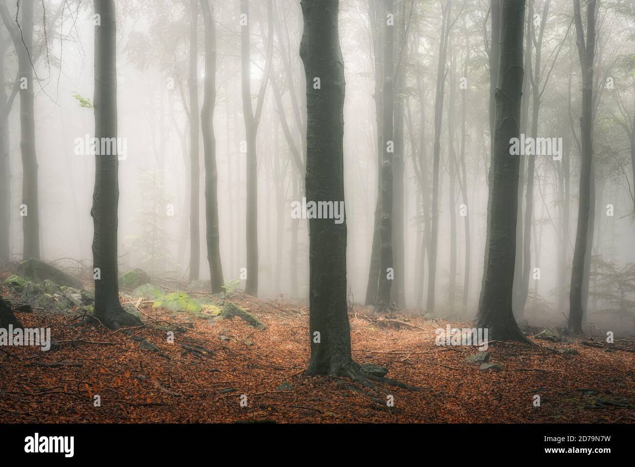 The forest in the fog Stock Photo - Alamy