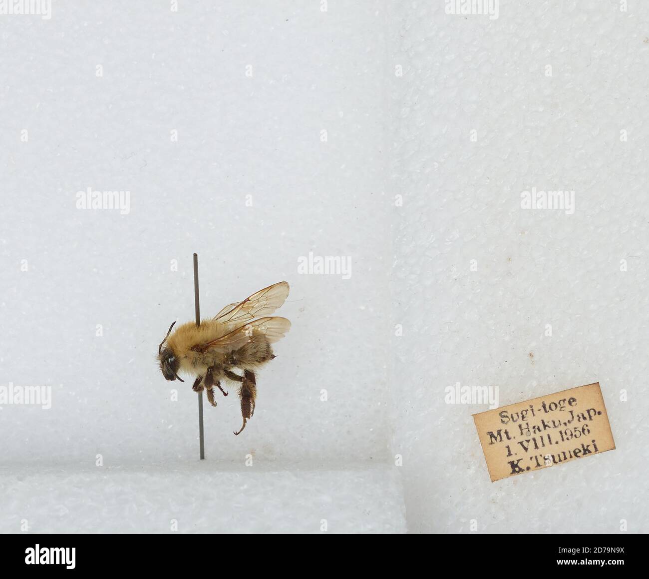 Sugi-toge, Mt. Haku, Japan, Bombus sp., Animalia, Arthropoda, Insecta ...