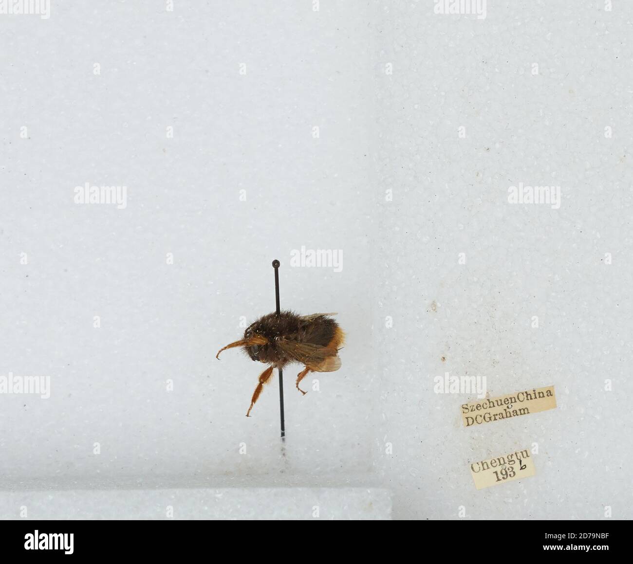 Chengdu Insects Chengdu, Sichuan, China, Bombus sp., Animalia, Arthropoda, Insecta ...