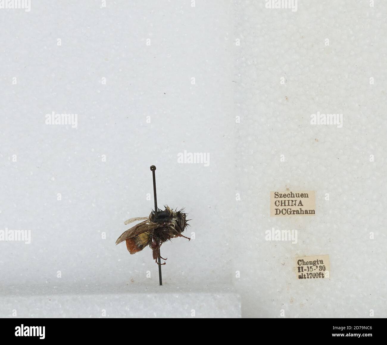 Chengdu Insects Chengdu, Sichuan, China, Bombus sp., Animalia, Arthropoda, Insecta ...
