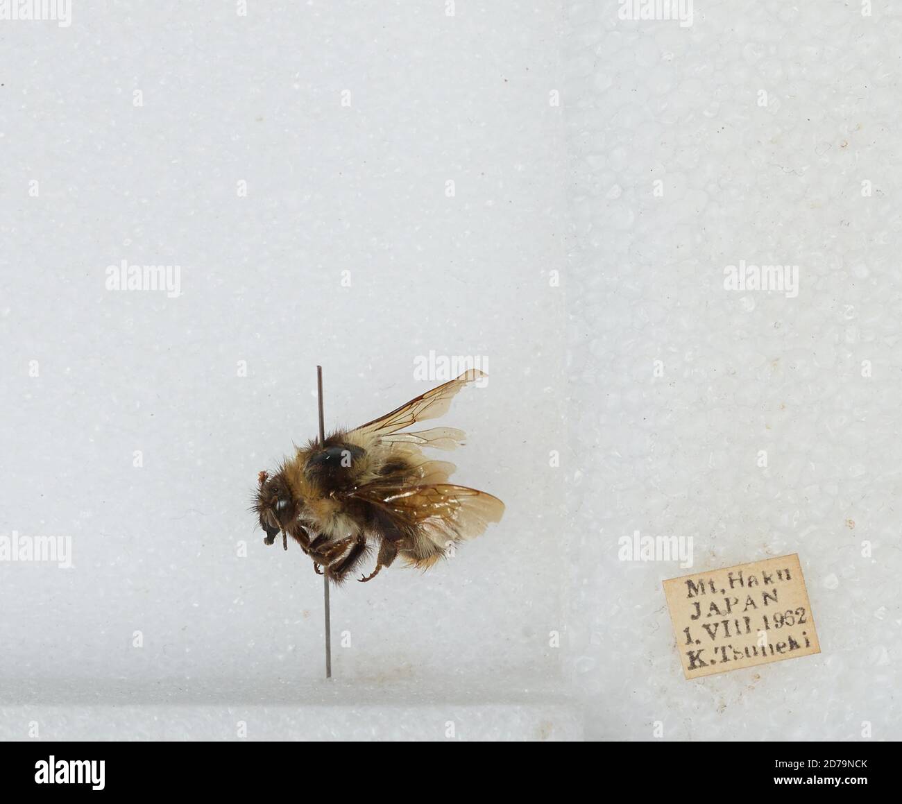 Mt. Haku, Japan, Bombus sp., Animalia, Arthropoda, Insecta, Hymenoptera ...