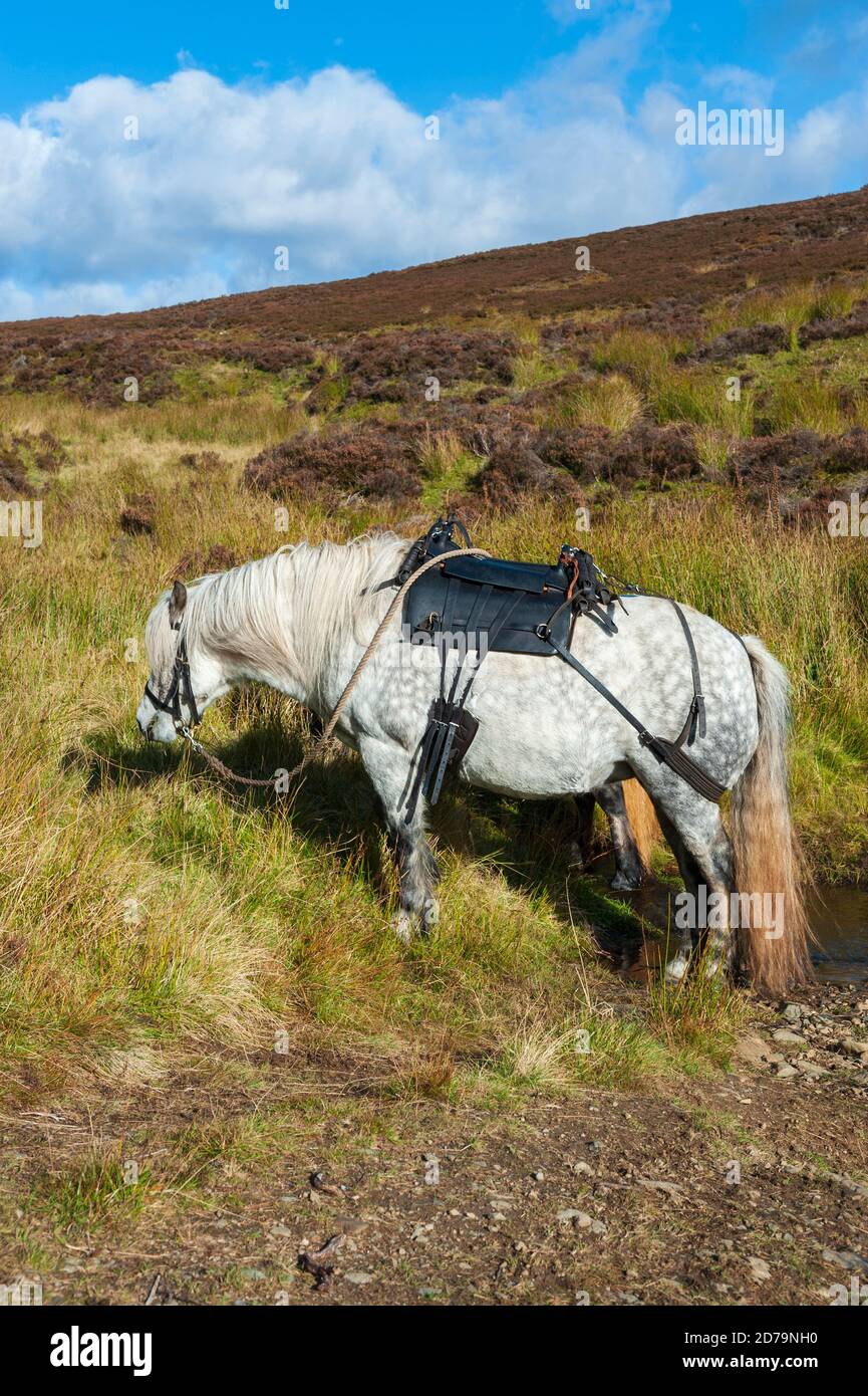 Scotland, UK – A ghillie’s working highland pony, with a pack saddle, waiting to collect the Red Stags and carry them off the hill Stock Photo