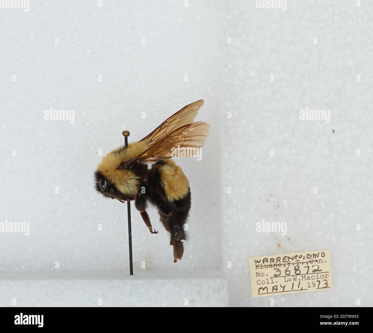 Warren, Ohio, United States, Bombus (Bombus) affinis Cresson, Animalia ...
