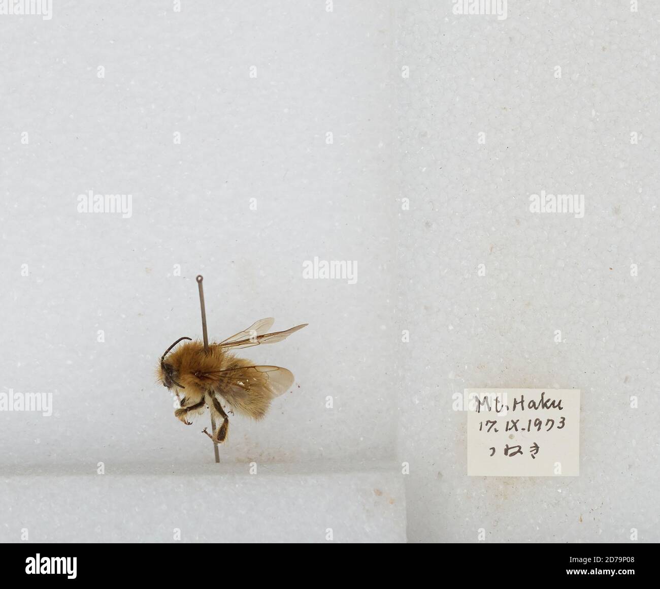 Mt. Haku, Japan, Bombus sp., Animalia, Arthropoda, Insecta, Hymenoptera ...