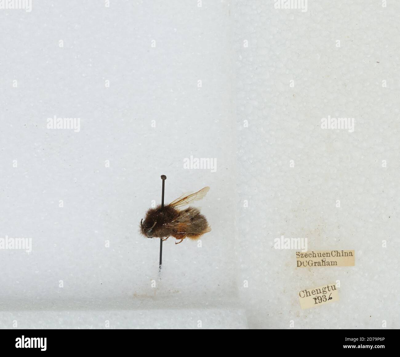 Chengdu Insects Chengdu, Sichuan, China, Bombus sp., Animalia, Arthropoda, Insecta ...