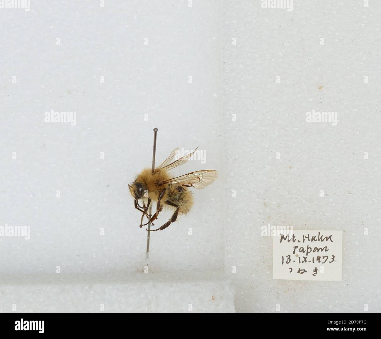 Mt. Haku, Japan, Bombus sp., Animalia, Arthropoda, Insecta, Hymenoptera ...