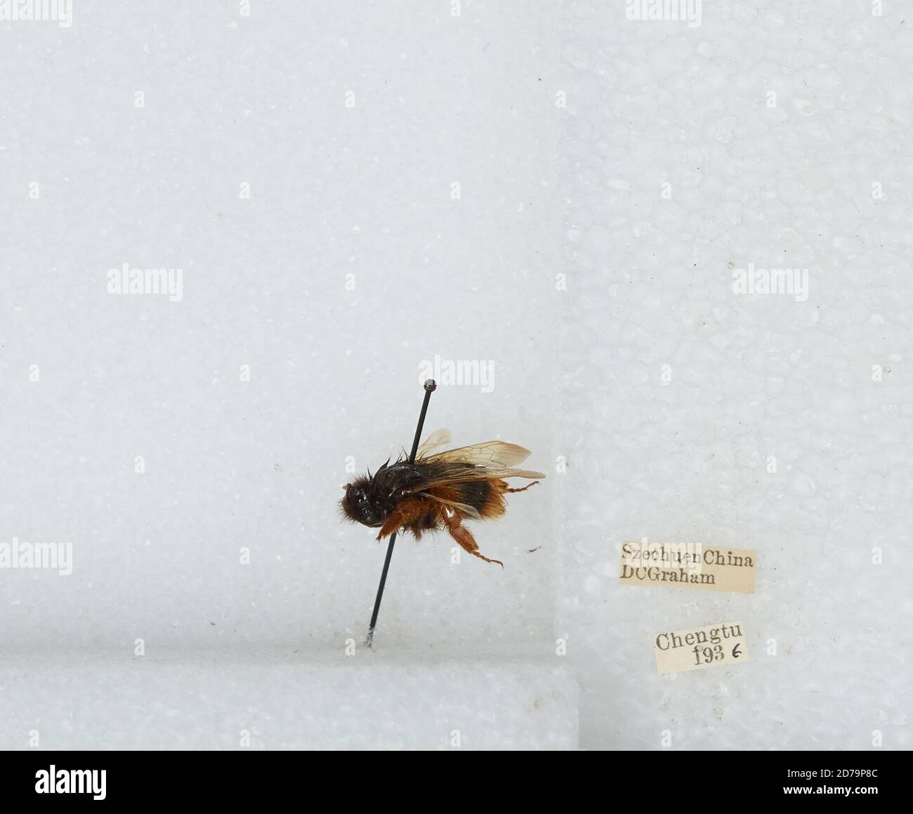 Chengdu Insects Chengdu, Sichuan, China, Bombus sp., Animalia, Arthropoda, Insecta ...