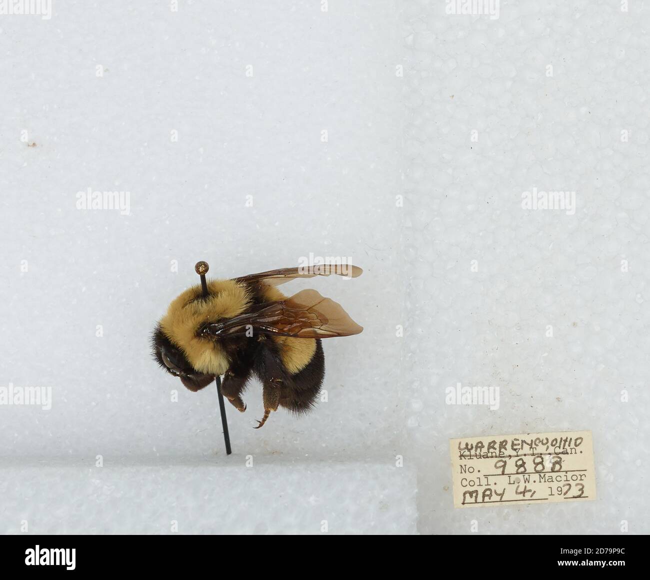 Warren, Ohio, United States, Bombus (Bombus) affinis Cresson, Animalia ...