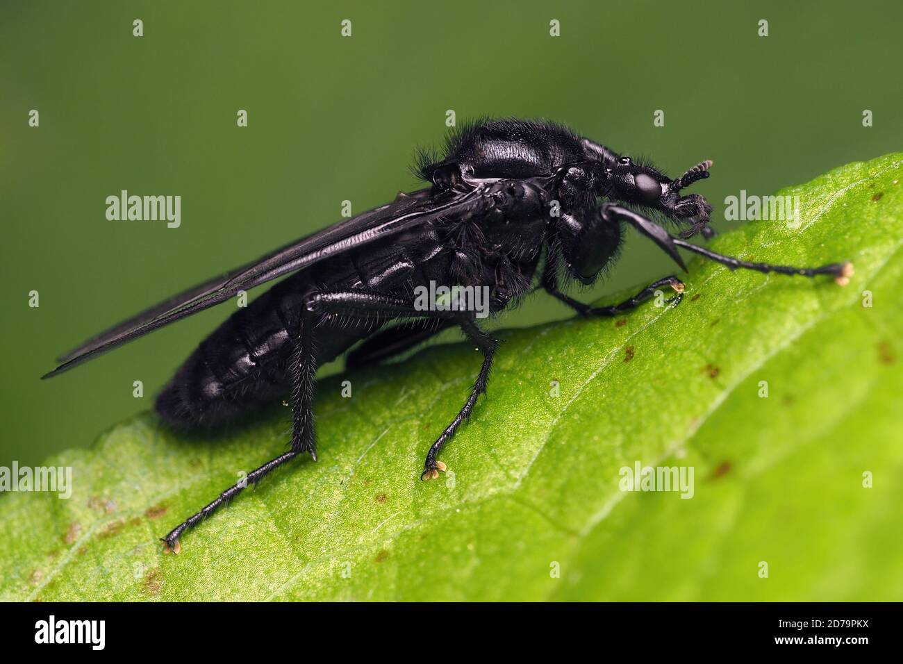 Female St Mark's Fly (Bibio marci) perched on plant leaf. Stock Photo