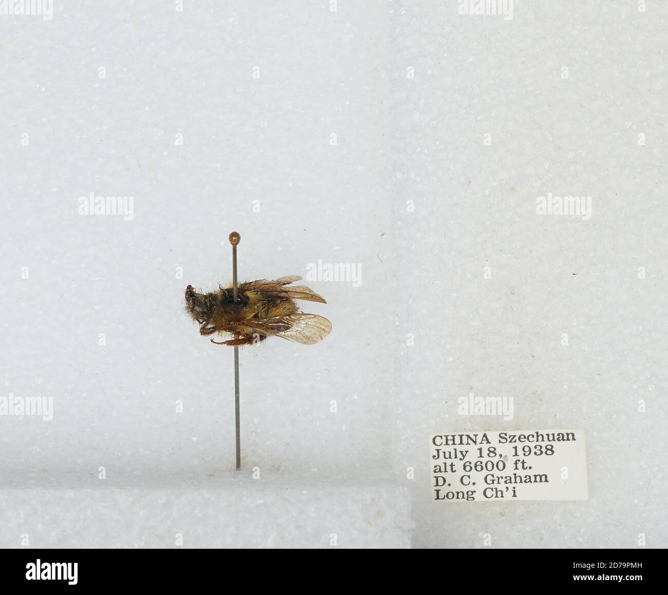 Chi Yan Insect Long Ch'i, Sichuan, China, Bombus sp., Animalia, Arthropoda, Insecta ...