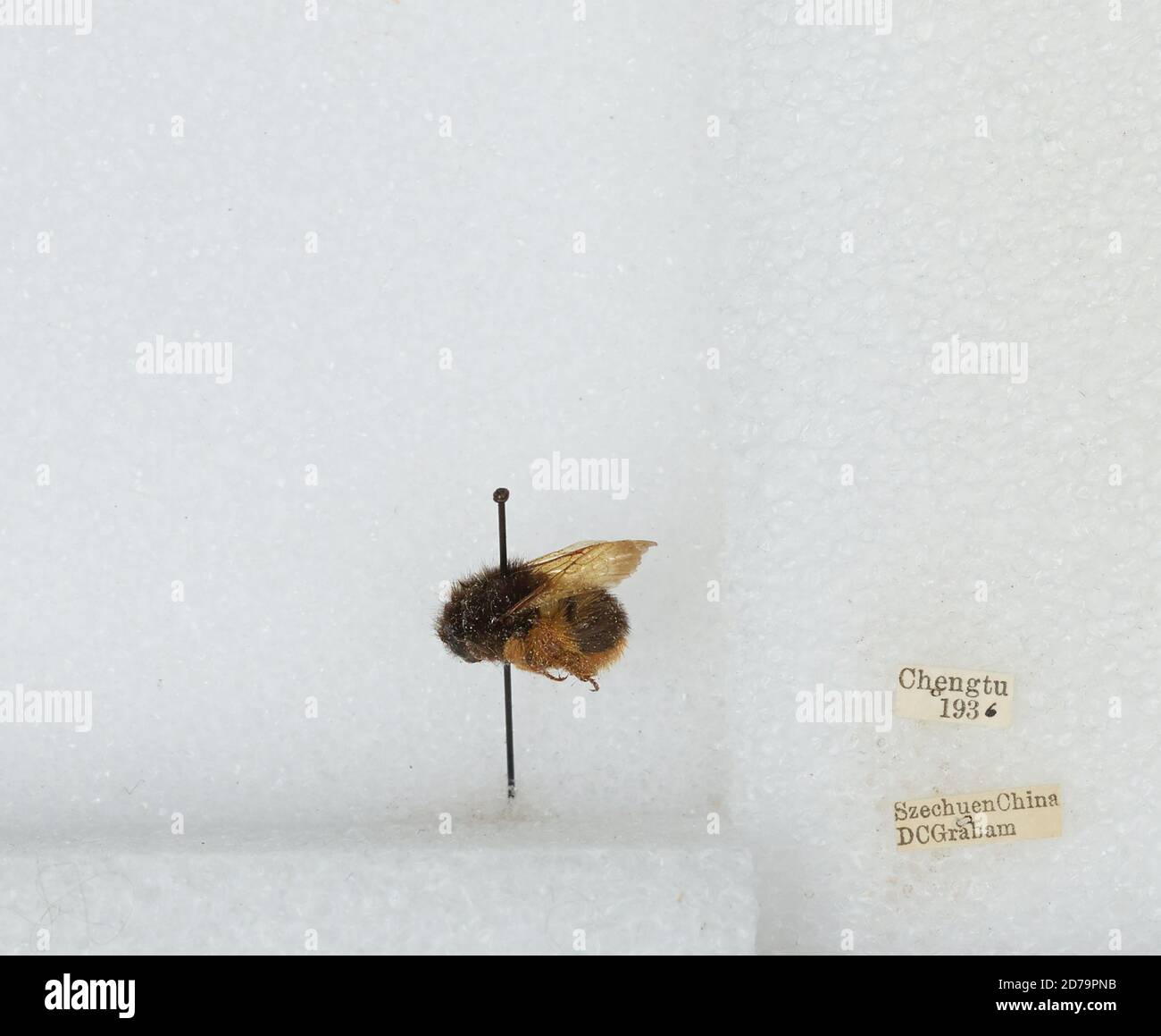 Chengdu Insects Chengdu, Sichuan, China, Bombus sp., Animalia, Arthropoda, Insecta ...
