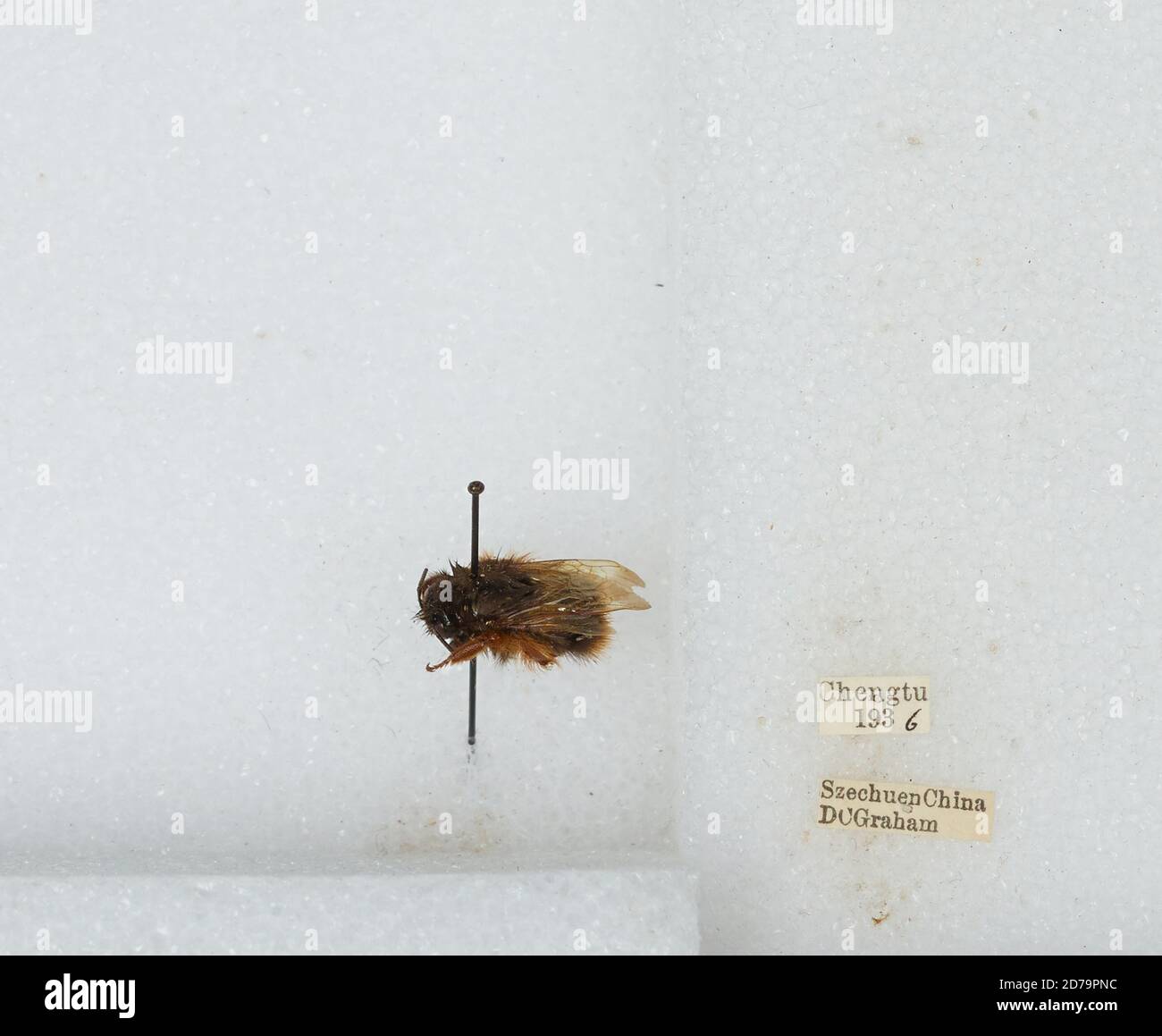 Chengdu Insects Chengdu, Sichuan, China, Bombus sp., Animalia, Arthropoda, Insecta ...