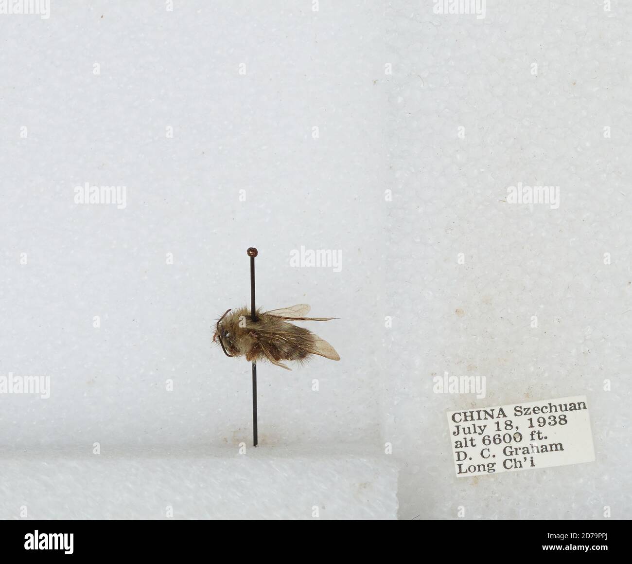 Chi Yan Insect Long Ch'i, Sichaun, China, Bombus sp., Animalia, Arthropoda, Insecta ...