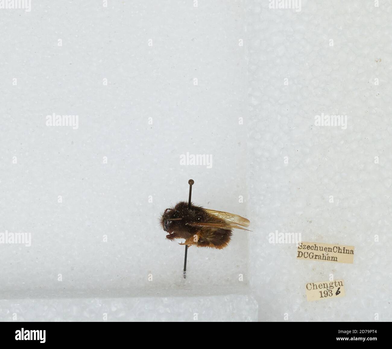 Chengdu Insects Chengdu, Sichuan, China, Bombus sp., Animalia, Arthropoda, Insecta ...