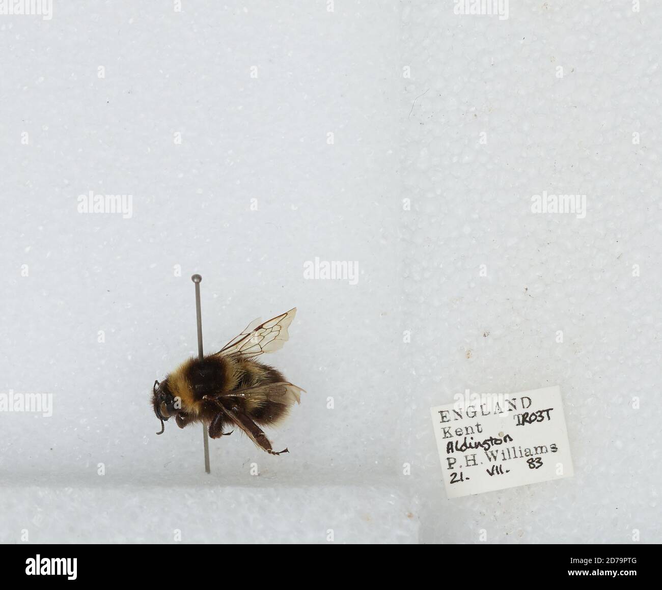 Aldington, Kent, England, United Kingdom, Bombus sp., Animalia, Arthropoda, Insecta, Hymenoptera, Apidae, Apinae Stock Photo