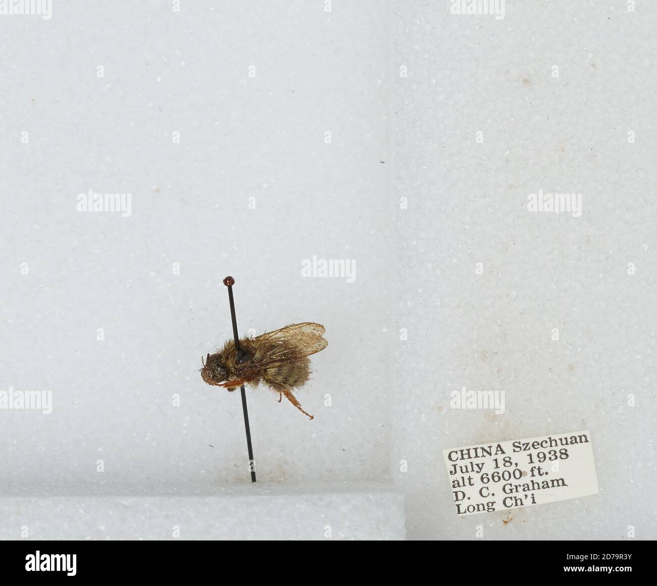 Chi Yan Insect Long Ch'i, Sichuan, China, Bombus sp., Animalia, Arthropoda, Insecta ...