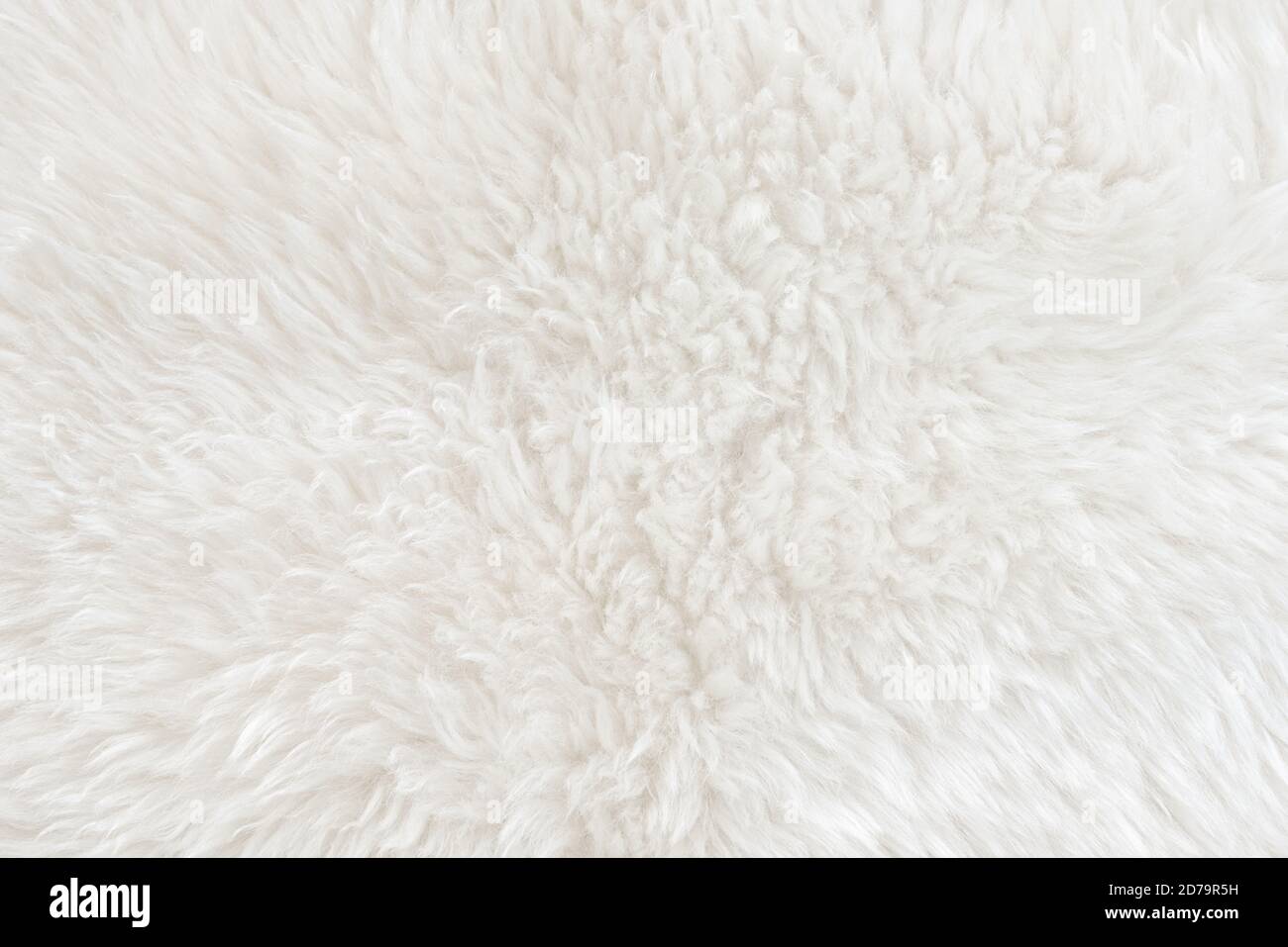 White Real Wool with Beige Top Texture Background. Light Cream