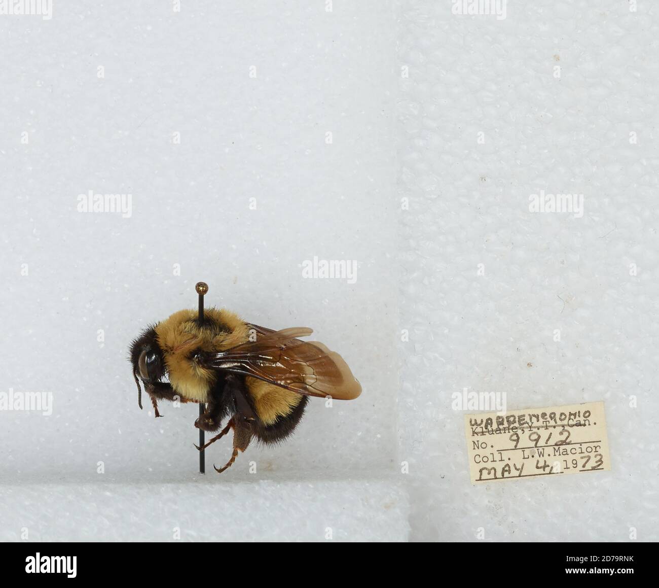 Warren, Ohio, United States, Bombus (Bombus) affinis Cresson, Animalia ...
