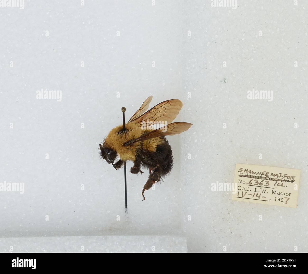 Shawnee Insect Shawnee National Forest, Johnson, Illinois, United States, Bombus ...