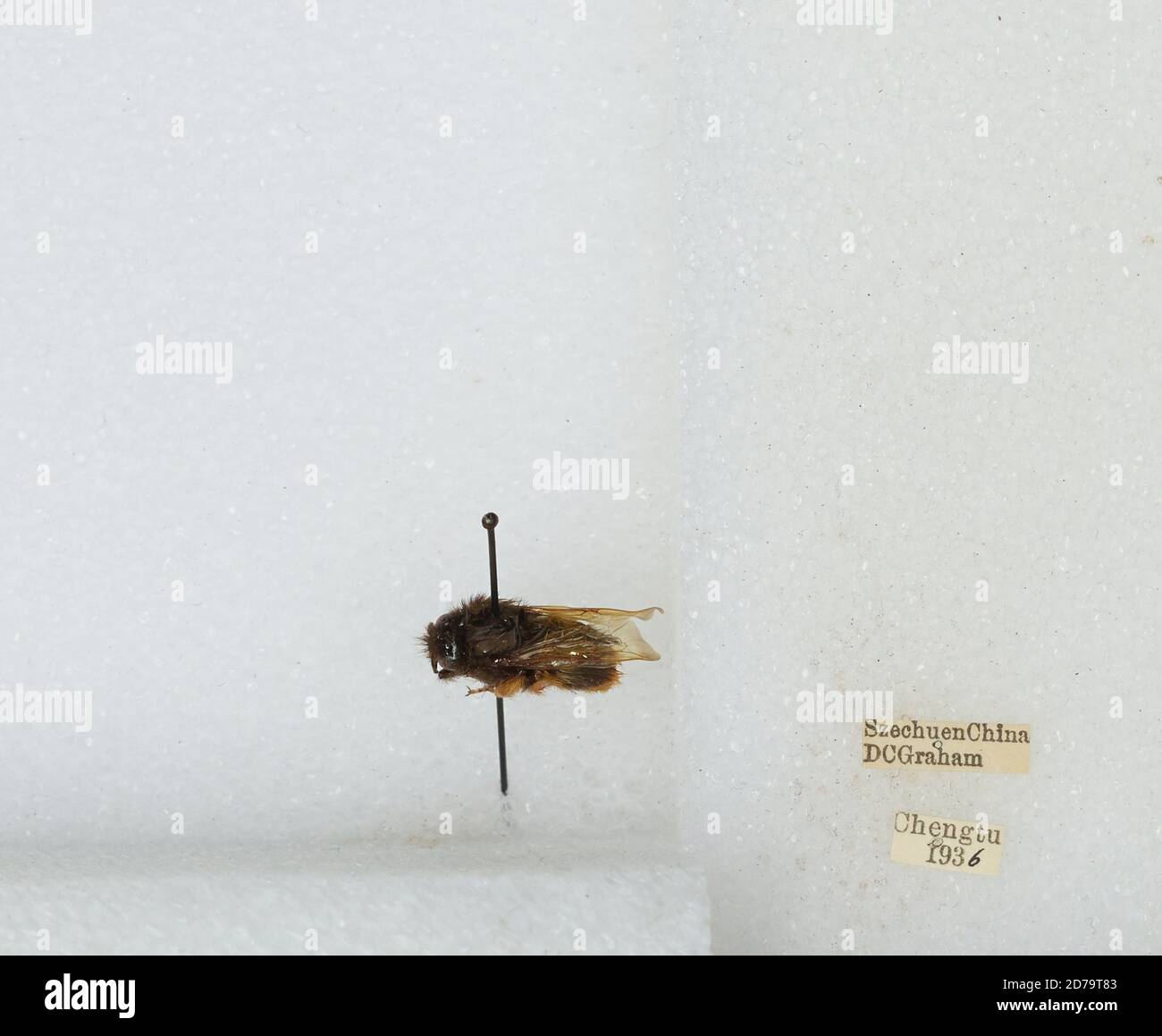 Chengdu Insects Chengdu, Sichuan, China, Bombus sp., Animalia, Arthropoda, Insecta ...