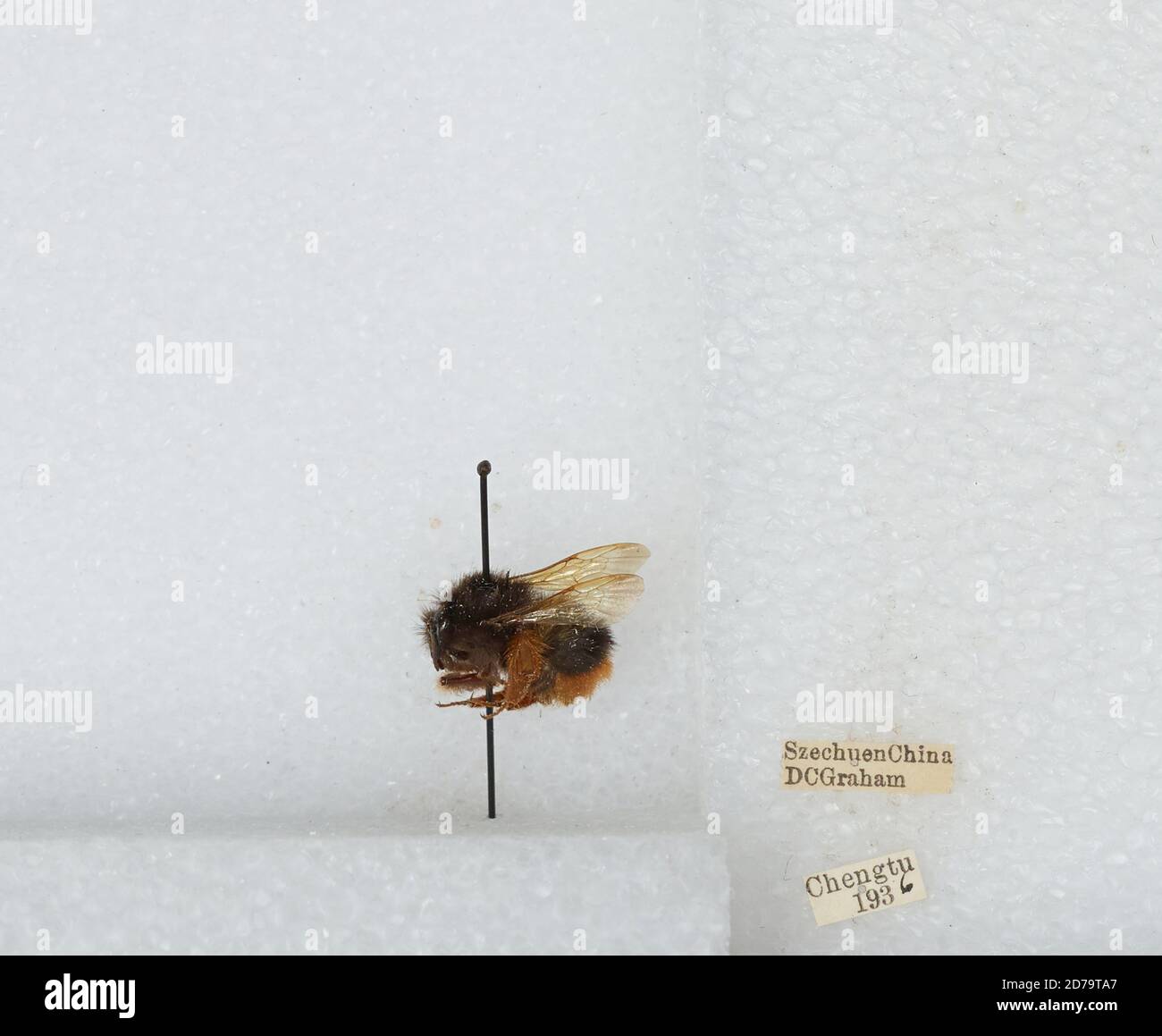 Chengdu Insects Chengdu, Sichuan, China, Bombus sp., Animalia, Arthropoda, Insecta ...