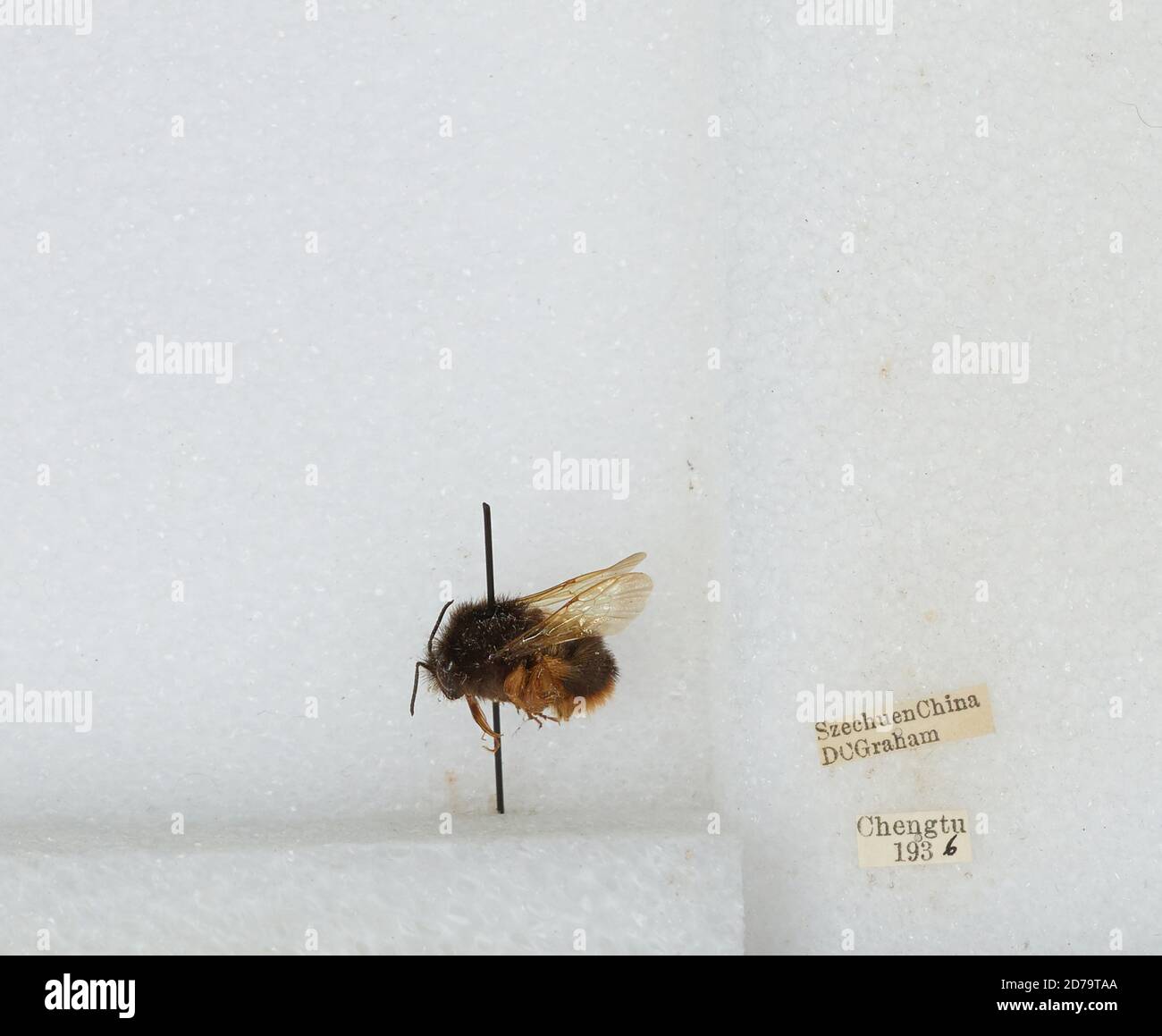 Chengdu Insects Chengdu, Sichuan, China, Bombus sp., Animalia, Arthropoda, Insecta ...